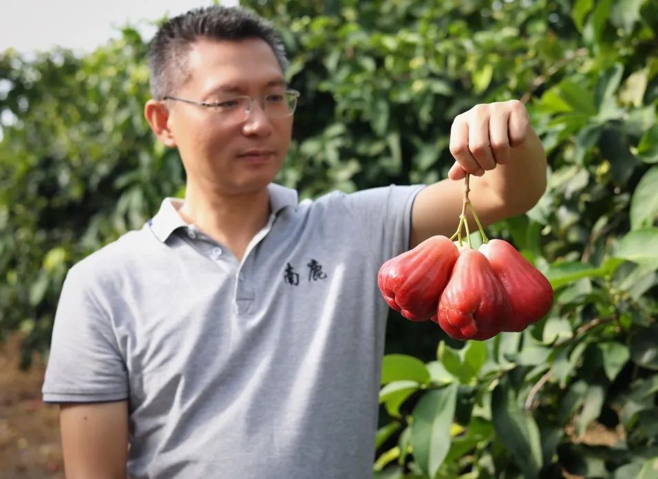 三亚崖州区生产基地里的“南鹿一号”莲雾。三亚南鹿实业股份有限公司供图