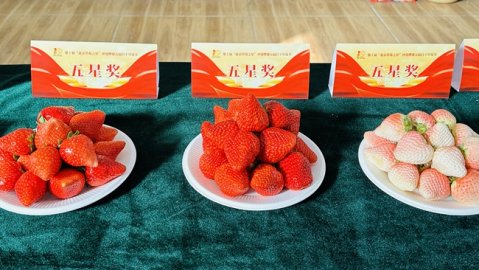 219个草莓果品同场竞技 第十届“北京草莓