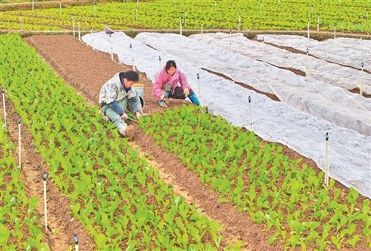 2月29日，在广西壮族自治区南宁市兴宁区五塘镇一处菜园，菜农在春雨中忙碌栽种蔬菜。周军 摄