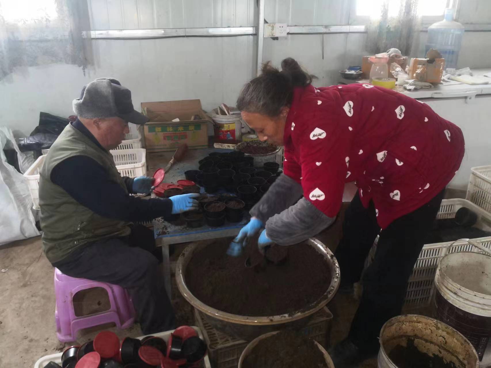 图为阿宝蚯蚓养殖合作社工人正在打包蚯蚓。