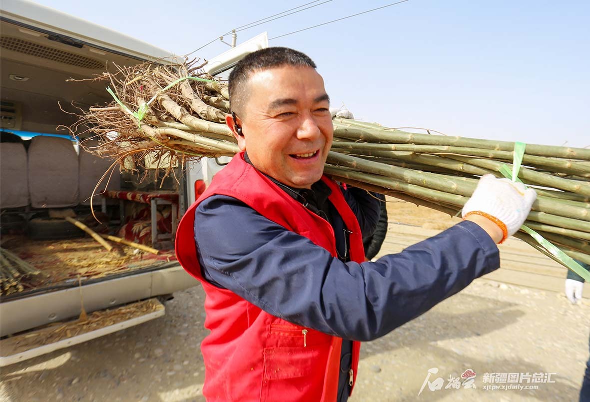 3月12日，志愿者在和田地区洛浦县杭桂镇和佳新村植树造林点搬运树苗。（摄影：买买提艾力·艾尼瓦尔）