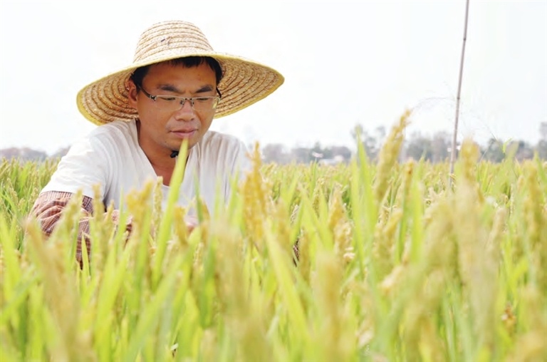 科研人员在查看海水稻长势。