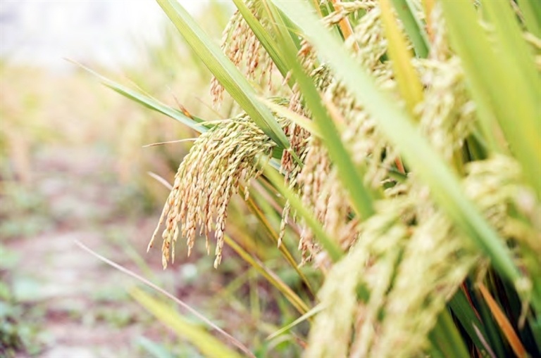 田间成熟的海水稻。