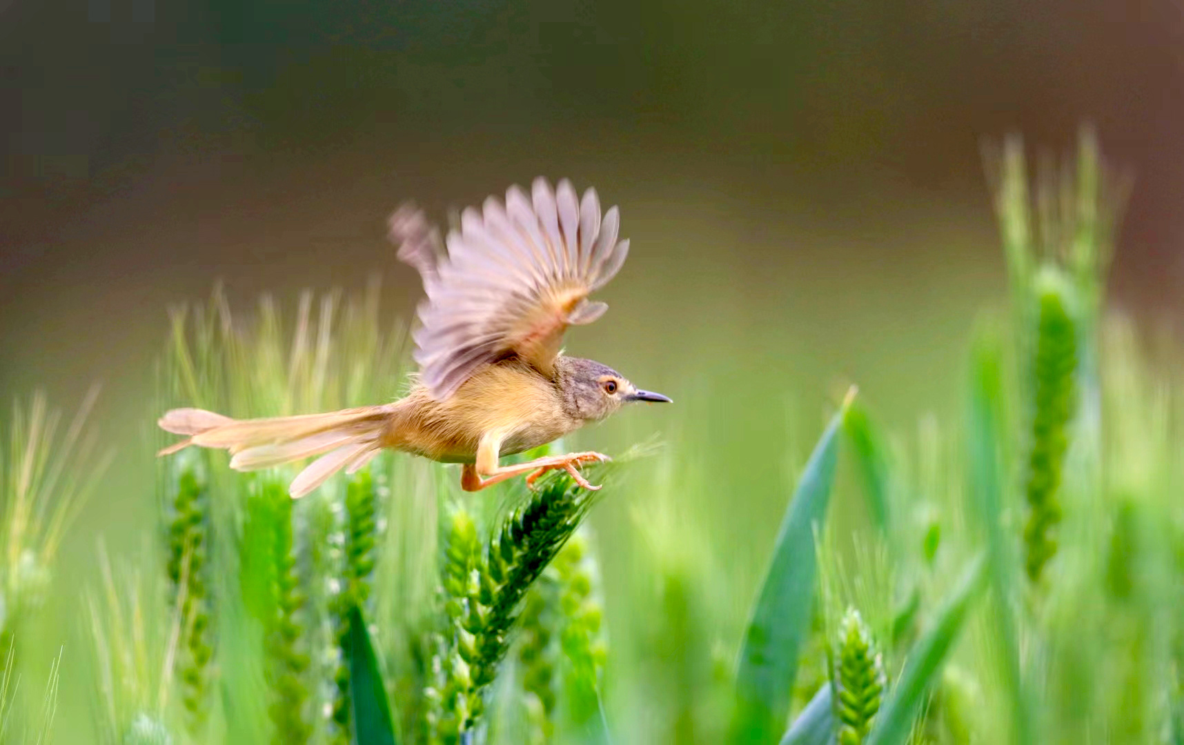 鸟儿在麦花上“降落”的瞬间。（摄影：张赐强）
