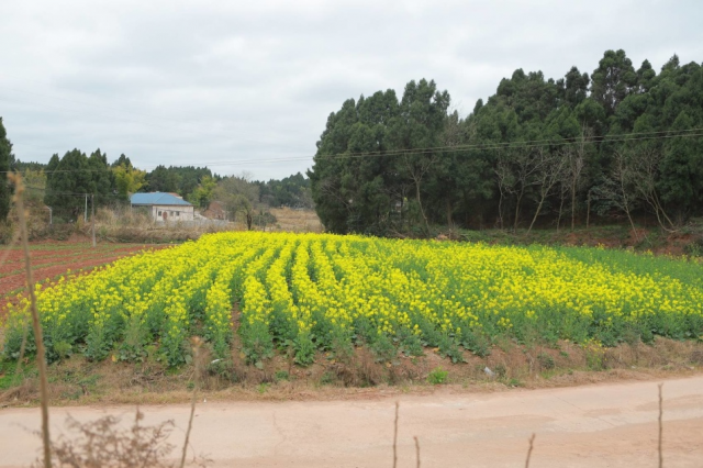 四川资阳废弃矿山变良田