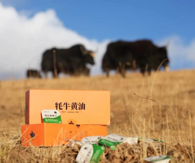 四川炉霍县高质量发展有了新渠道——牦牛奶延伸出产业链