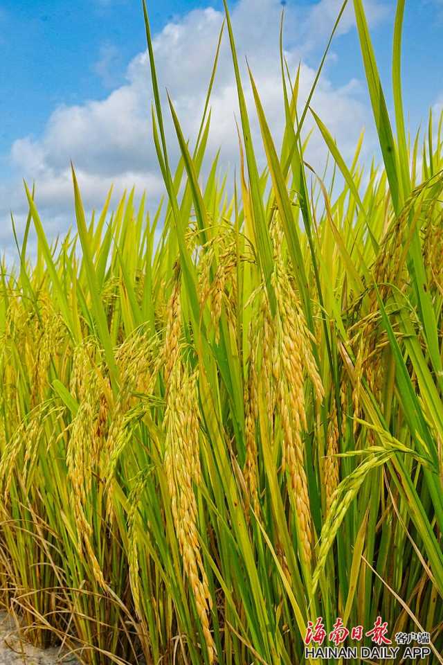 三亚：专家钻进水稻田360个新品种中选优