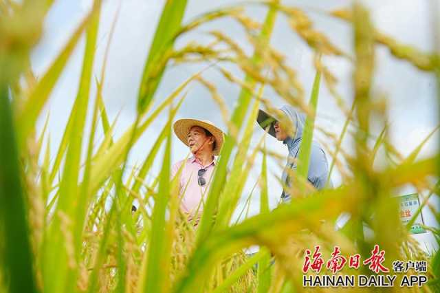 三亚：专家钻进水稻田360个新品种中选优