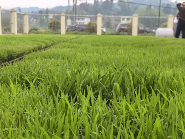 资阳雁江丹山水稻种植按下“快进键”