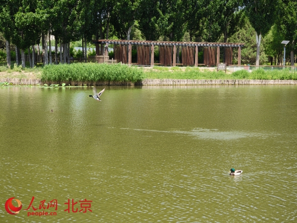 出门见绿开窗即景 北京持续提升城市生态品质