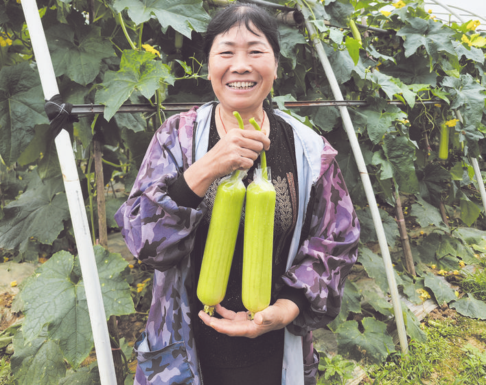 种植户挑选成熟的丝瓜。 记者/杨凌凌 摄