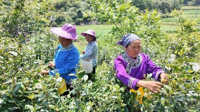 长沙村小组村民正在采茶