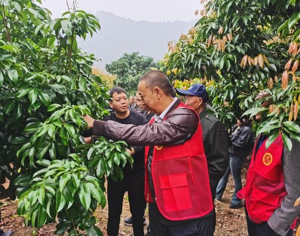 乐山荔枝弯村：党建引领新时代基层善治之路