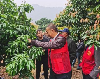 乐山荔枝弯村：党建引领新时代基层善治