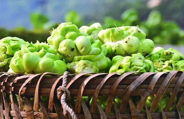 涪陵：国家现代农业产业园育出国内首个早熟青菜