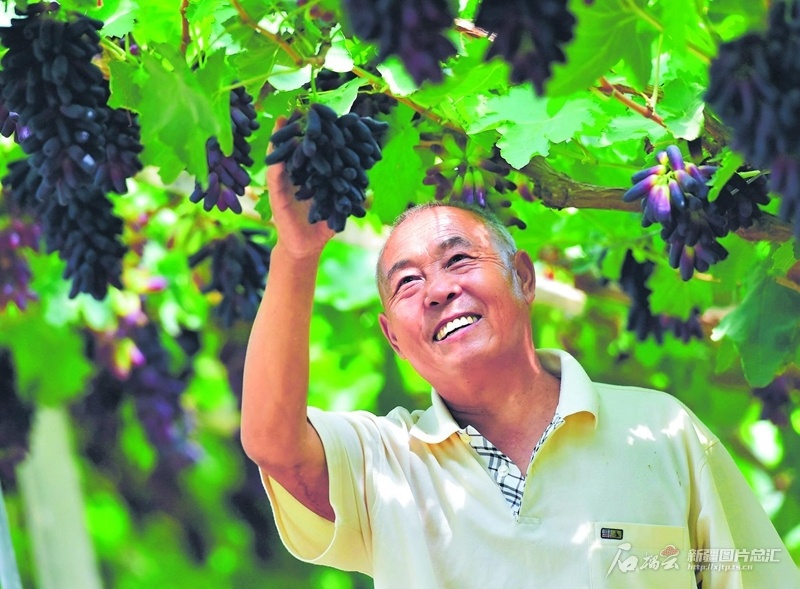 7月5日，巴音郭楞蒙古自治州库尔勒市西尼尔镇种植户在葡萄园里查看葡萄长势。近年来，该市积极引导农民种植葡萄、香梨等特色林果，促进农业增效、农民增收。（摄影：王立华）