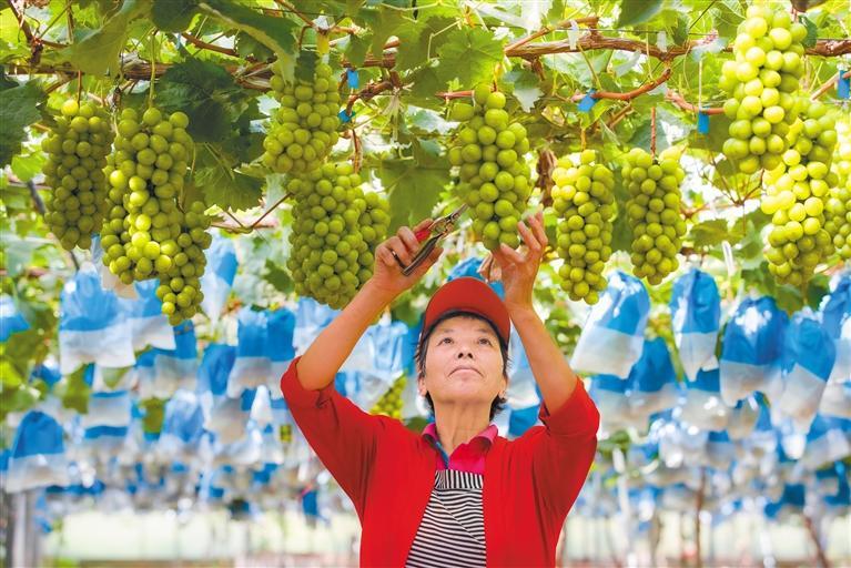 果农在渭南市临渭区裕美葡萄种植农民专业合作社的果园内采摘葡萄（资料照片）。通讯员 彭一鹏 摄