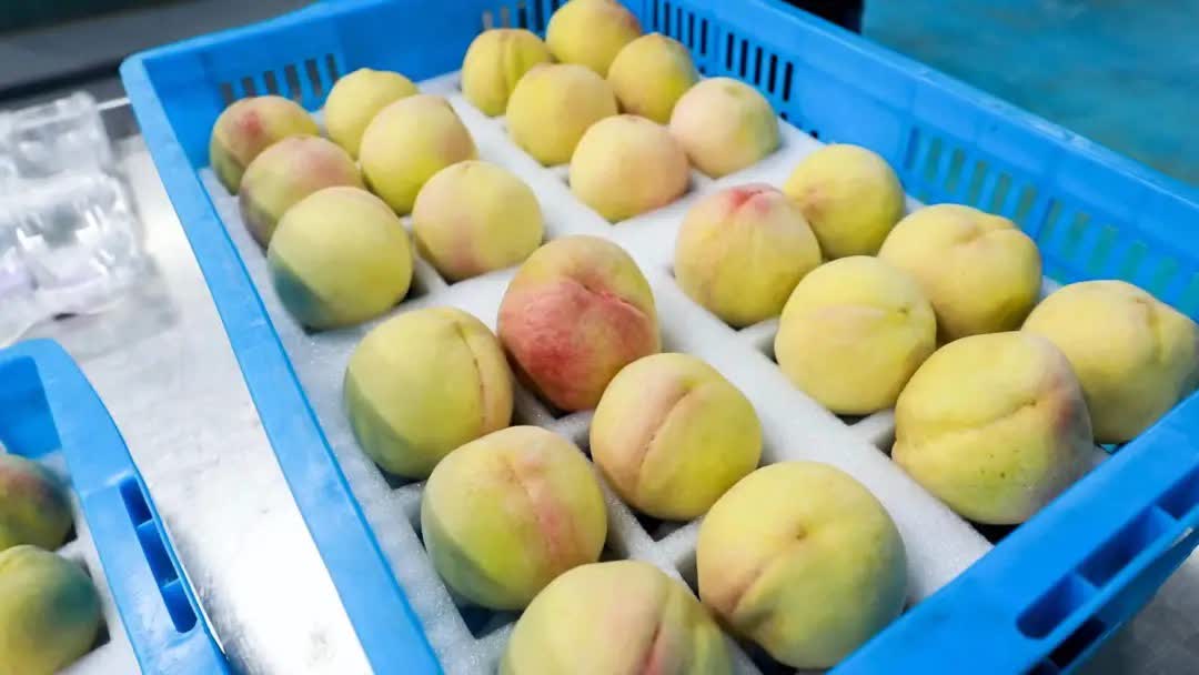 迪拜首尝“中国甜”，奉化水蜜桃叩开中东市场大