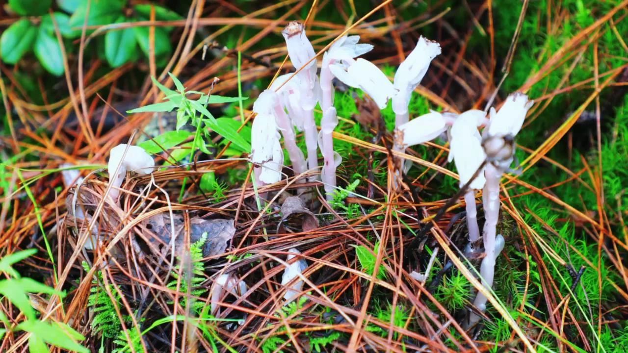 生态云南 | 国家近危级珍稀植物水晶兰现