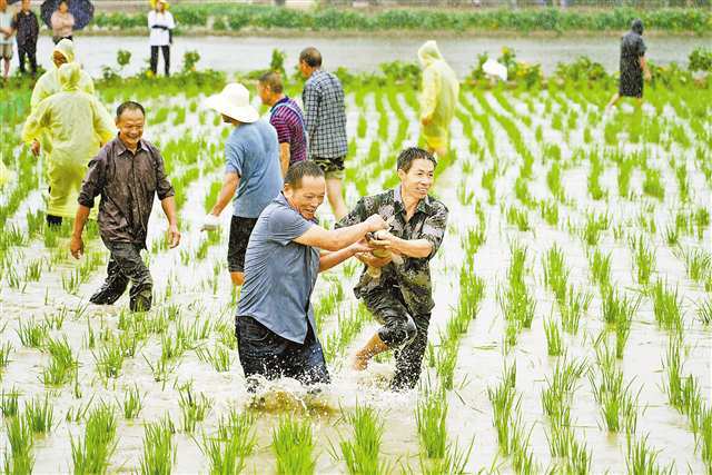 9月22日，梁开合作示范园，赛农人“丰”彩环节，村民在参加稻田摸鱼活动。通讯员 向成国 摄/视觉重庆