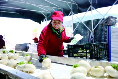 重庆市綦江区赶水镇双丰村：荒地开垦种