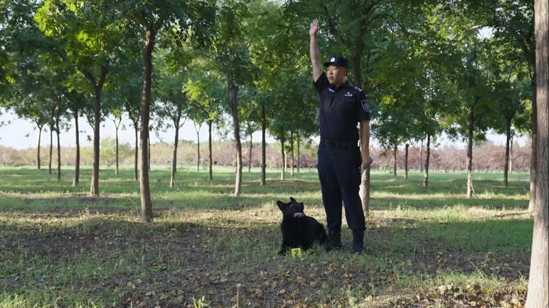 北京代表团荣获第六届全国警犬技术比赛团体一等奖