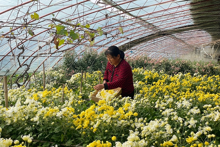 北京平谷举办菊花美食文化季 200余亩食用菊花丰收