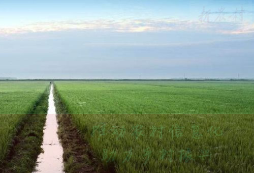 涂圣伟：在同步发展中扎实推进农业现代