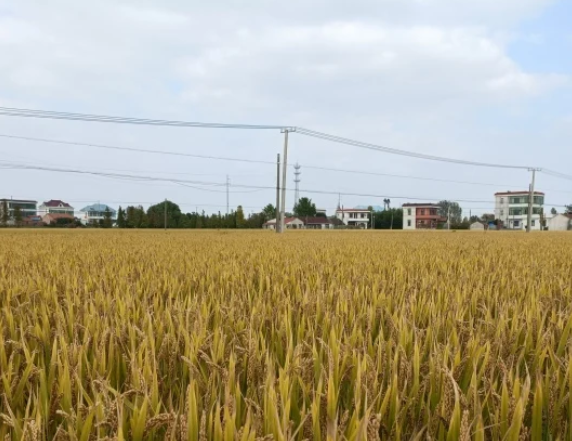 江苏南通：通州36.5万亩水稻迎丰收