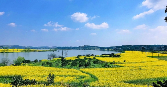 湖南衡东：2000余亩油菜花迎春盛放