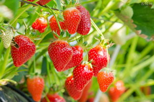吉林省双阳奢岭温泉草莓旅游节开幕