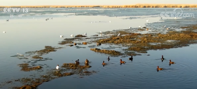 新疆龙驹湿地冰雪消融 候鸟陆续归来享受