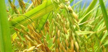 部省联动启动长江流域再生稻产能提升项