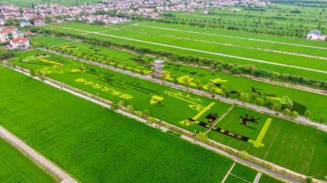 上海“新村稻米高质量发展联盟”讲好“一粒米”