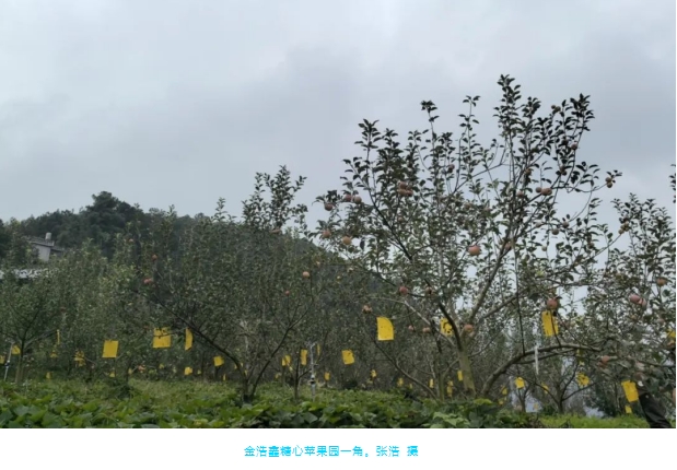 贵州山居·品山珍 | 水城区顺场乡：小小苹果托起果农“致富梦”