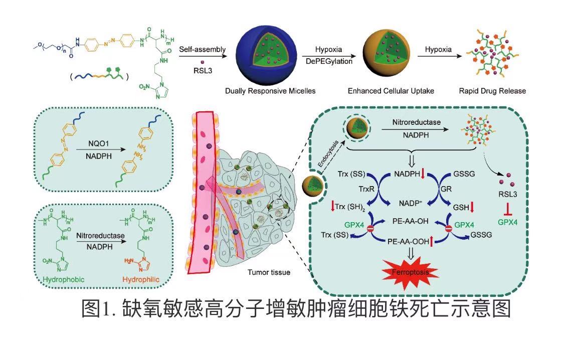 我科学家设计新型纳米武器精准打击癌细胞