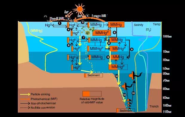 人为源汞污染已经到达了世界最深的海沟？