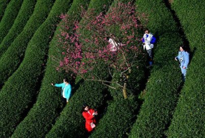  福建漳平：樱花茶园入画来