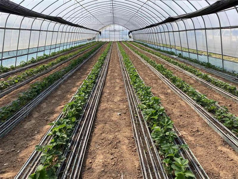 北京市农业技术推广部门提醒：春暖花开 草莓育苗正当时