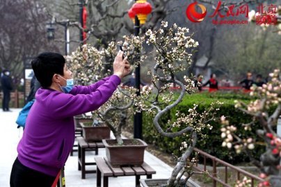 陶然亭公园海棠春花文化季明日开幕3000余株海棠即将进入最佳观赏期