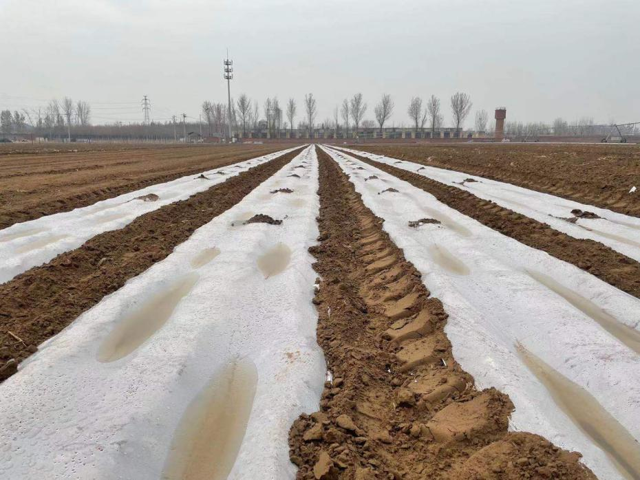 北京市农业技术推广部门提醒： 春播玉米生产应当这样管理