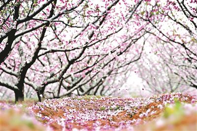 北京平谷第二十三届桃花节即将开幕22万亩桃花将次第绽放