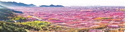 北京平谷第二十三届桃花节即将开幕22万亩桃花将次第绽放