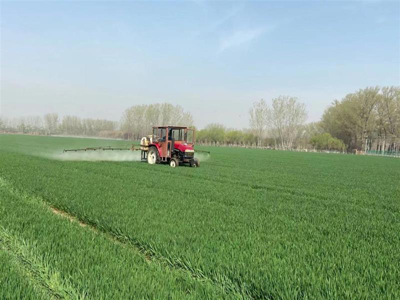 今春北京小麦进入起身期 防控杂草是“重头戏”