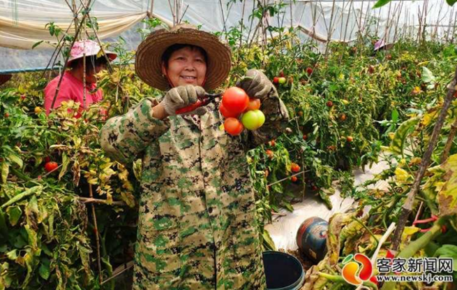 赣州经开区：浙赣蔬菜基地助力乡村振兴