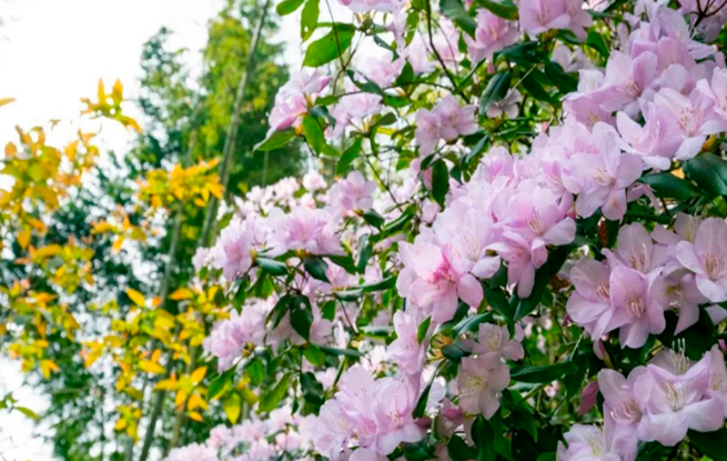 崇义：阳明山野生鹿角杜鹃花开正艳 旖旎