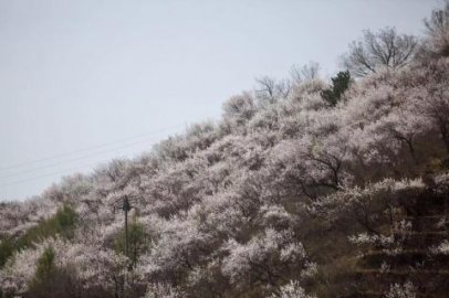 看美景赏诗歌2021年史家营杏花季开幕