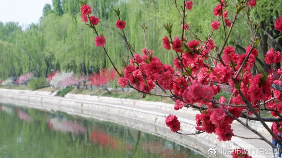 紫竹院公园花卉进入最佳观赏期向游客发出文明赏花倡议