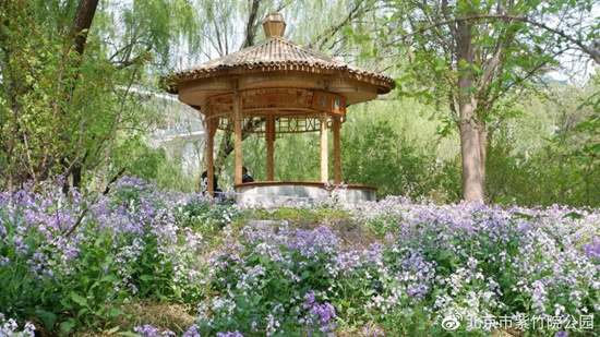 紫竹院公园花卉进入最佳观赏期向游客发出文明赏花倡议