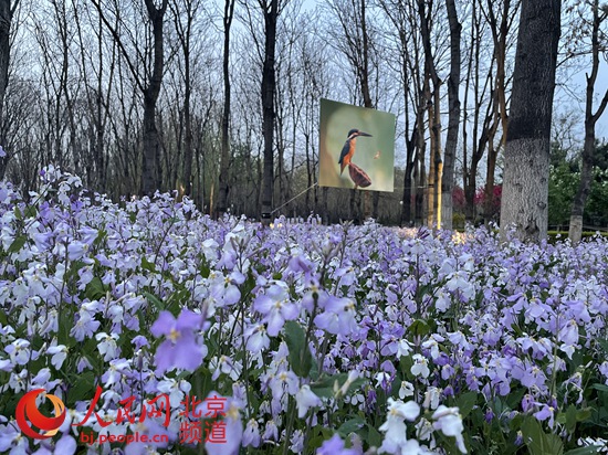 林间花海畔来一场视听盛宴！首届北京森林城市艺术节开幕